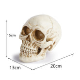 Realistic Resin Replica Skull - Lifelike Human Cranium Prop for Halloween Decor, Gothic Home Accents, and Artistic Sketching